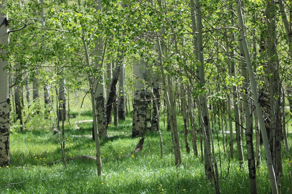 Photo of Outdoor in Grand County
