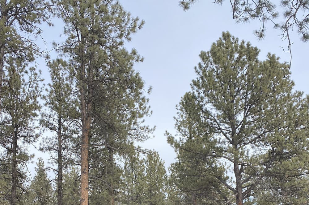 Photo of Outdoor in Pine