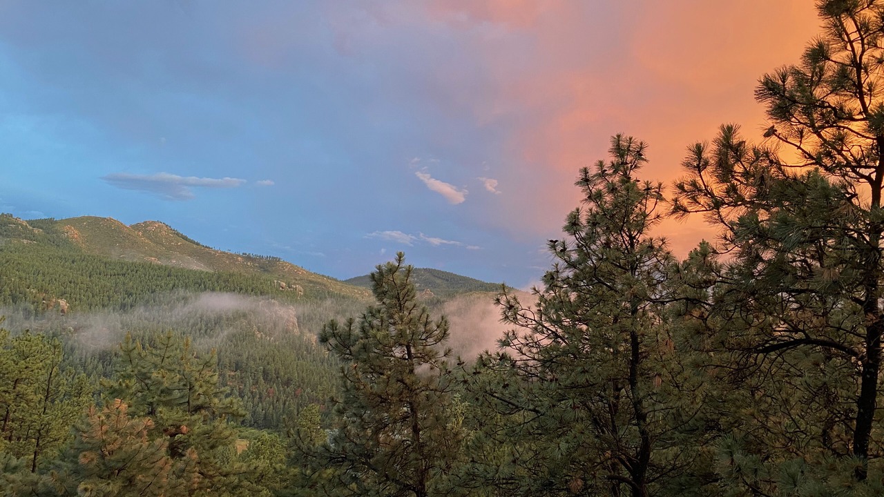 Photo of Others in Pine