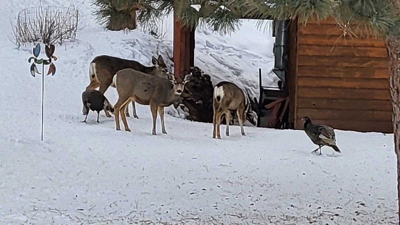 Photo of Others in Ponderosa Pines