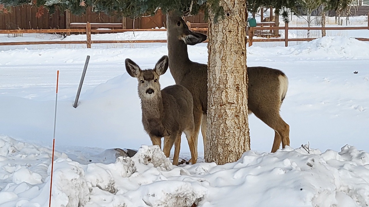 Photo of Others in Ponderosa Pines