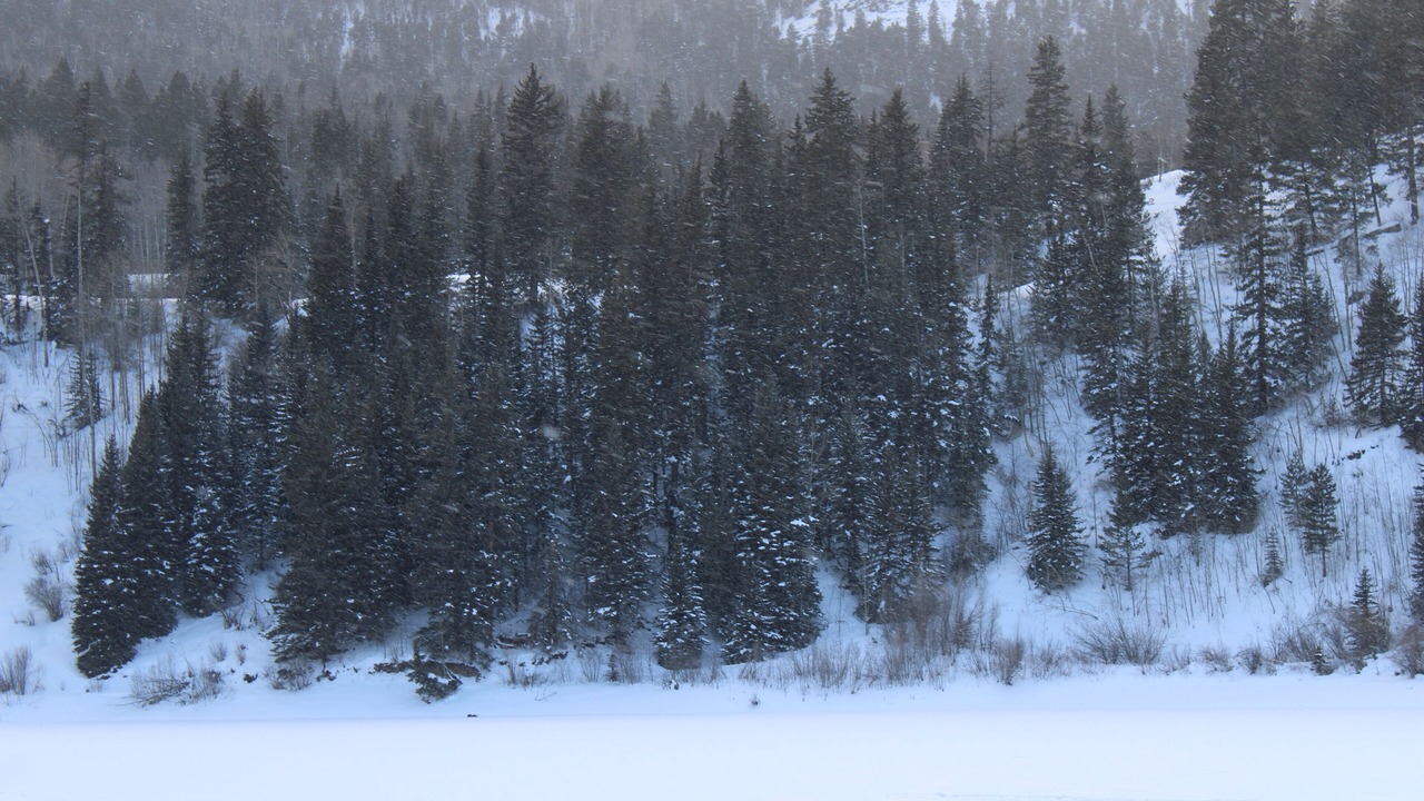Photo of Others in Ponderosa Pines