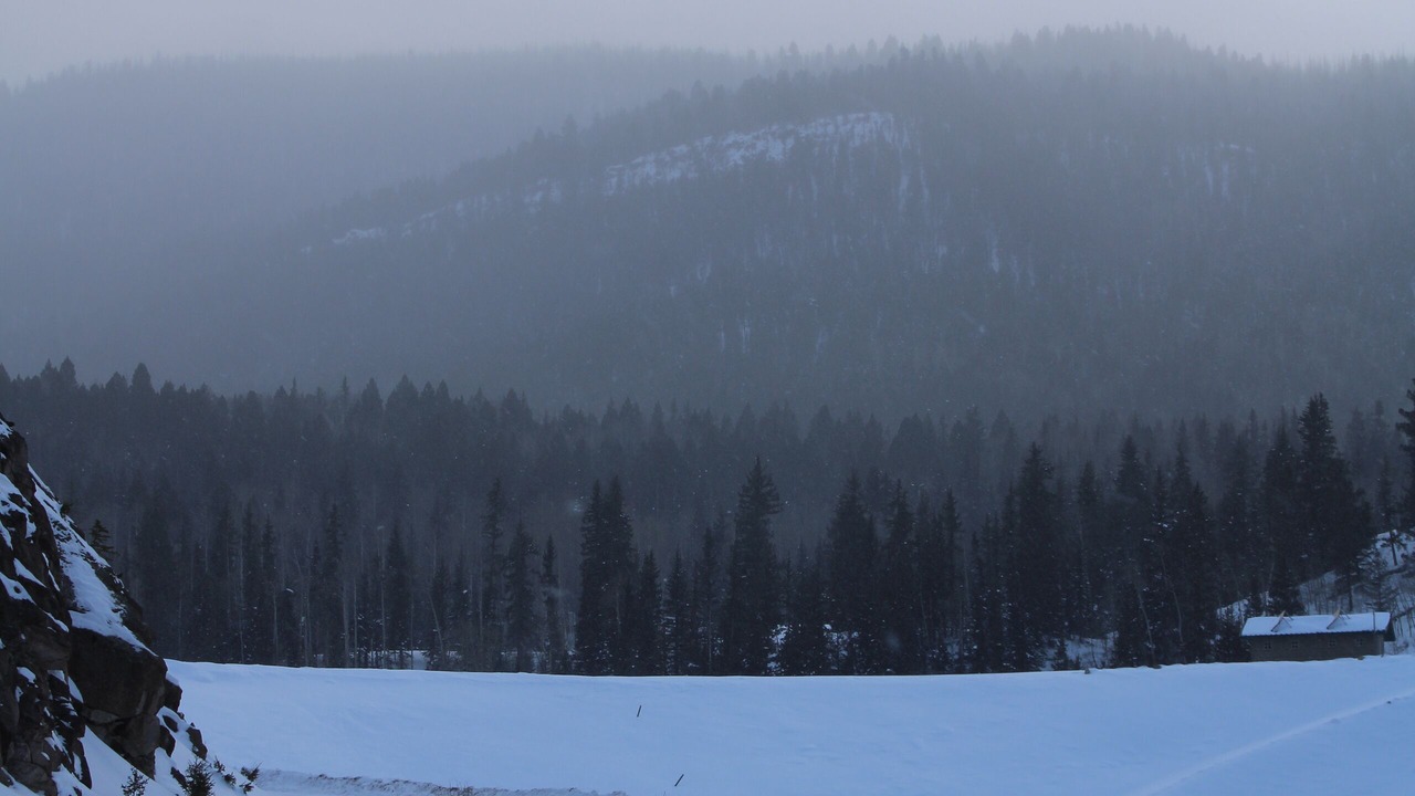 Photo of Others in Ponderosa Pines