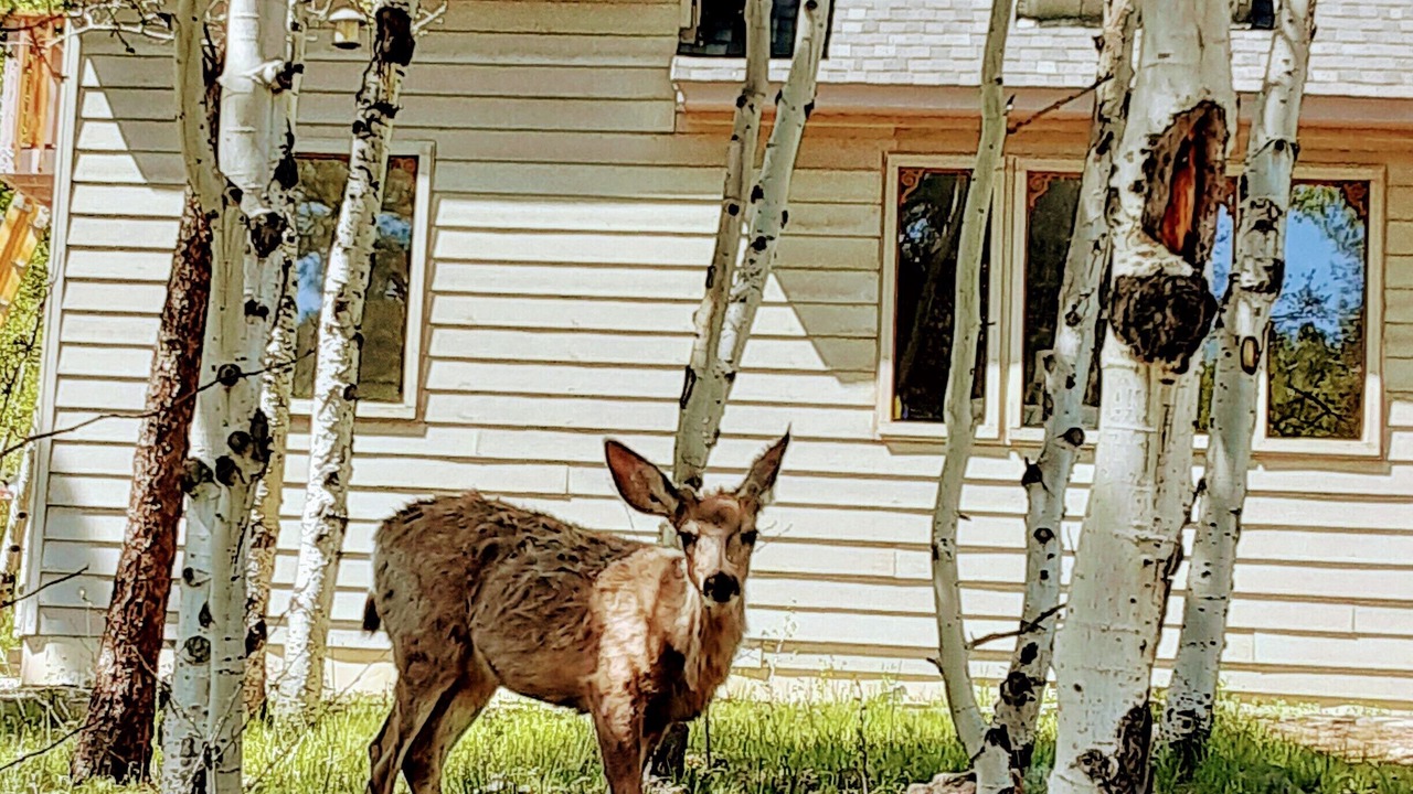 Photo of Outdoor in Bailey