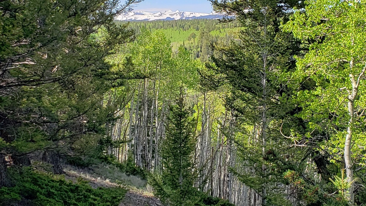 Photo of Outdoor in Cimarron