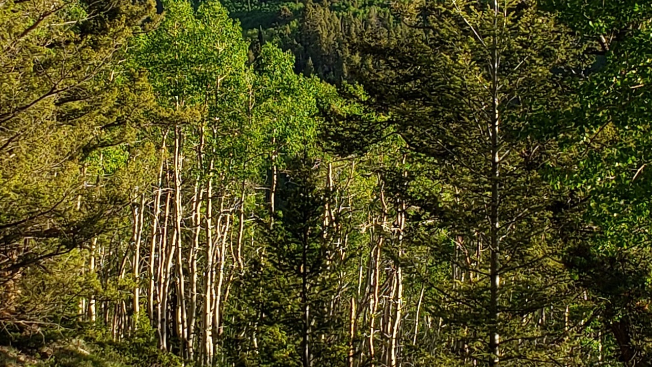 Photo of Outdoor in Cimarron