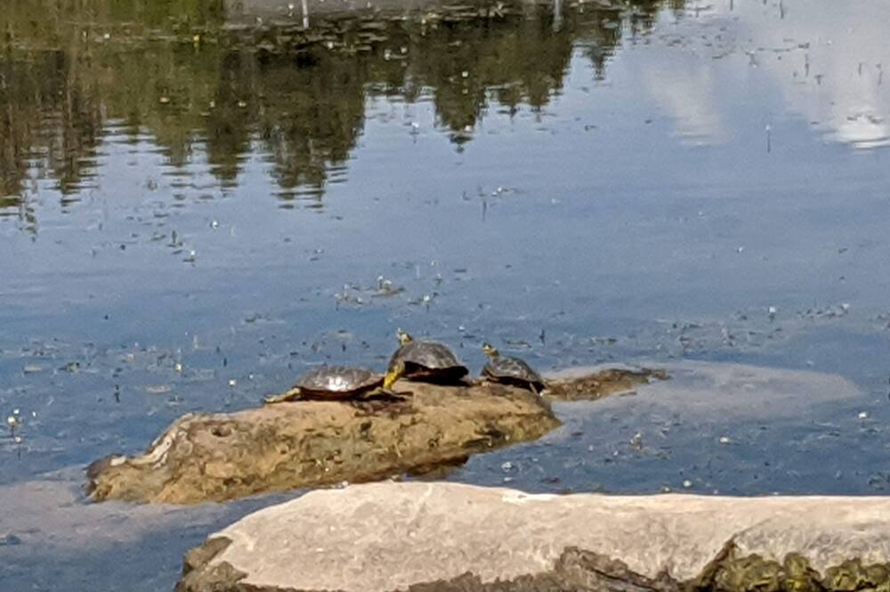 Photo of Outdoor in Forest Lakes
