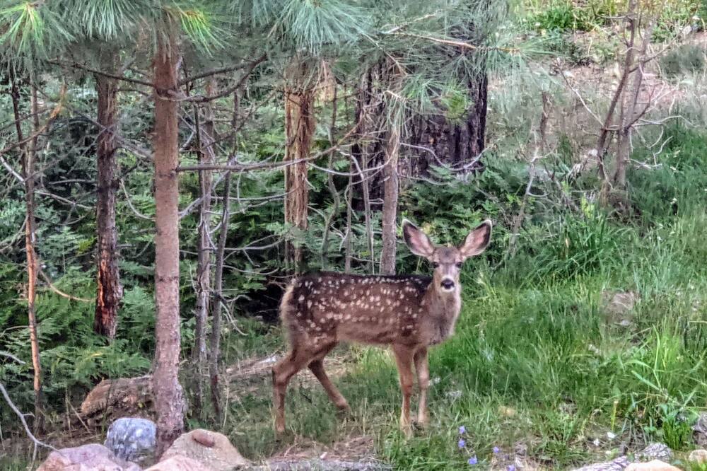 Photo of Others in Forest Lakes
