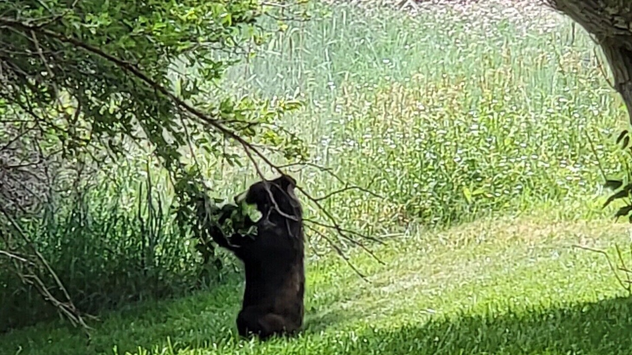 Photo of Outdoor in Golden