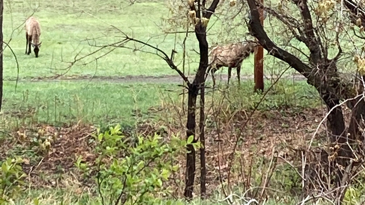Photo of Outdoor in Golden