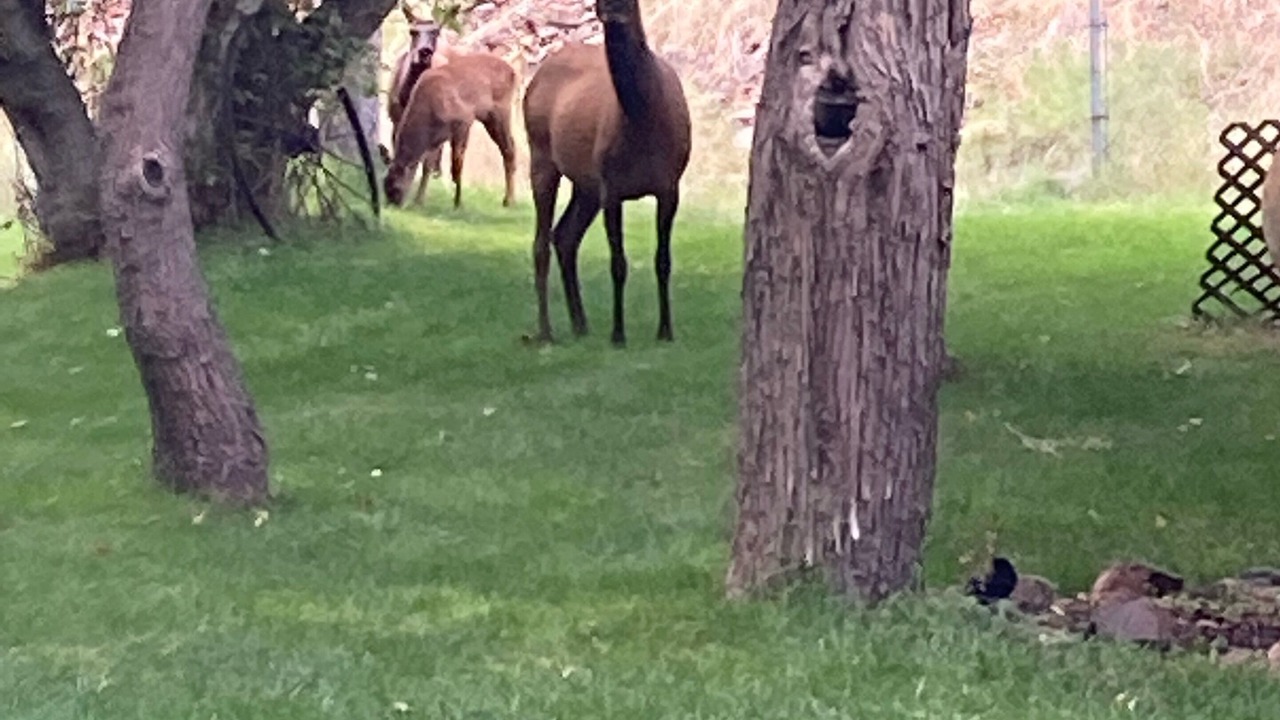 Photo of Outdoor in Golden