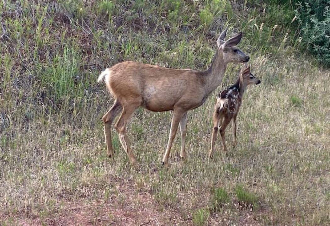Photo of Outdoor in Fort Collins