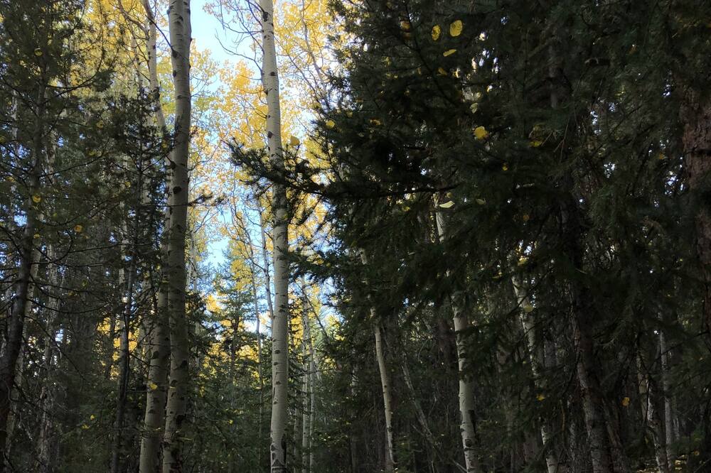 Photo of Outdoor in Shadow Mountain
