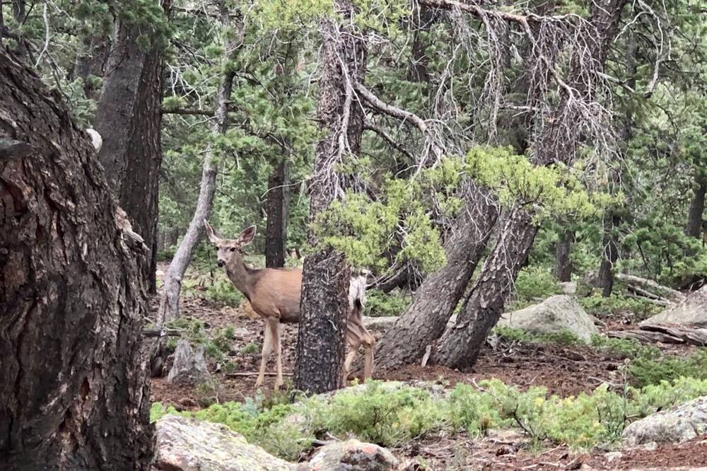 Photo of Outdoor in Shadow Mountain