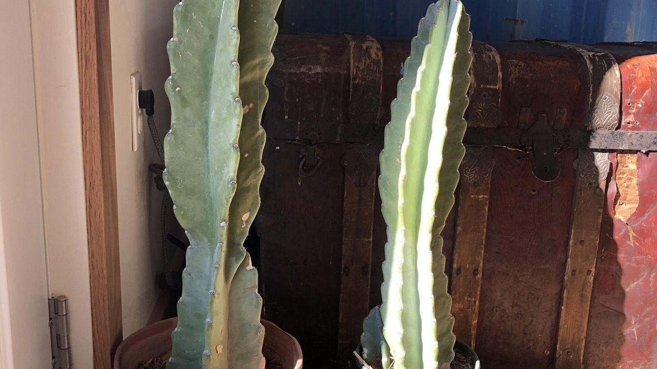 Photo of Others in Cortez