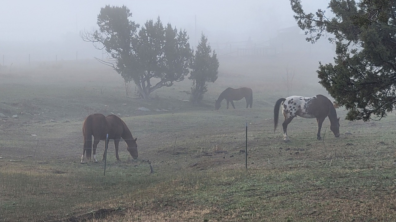 Photo of Outdoor in Lazear