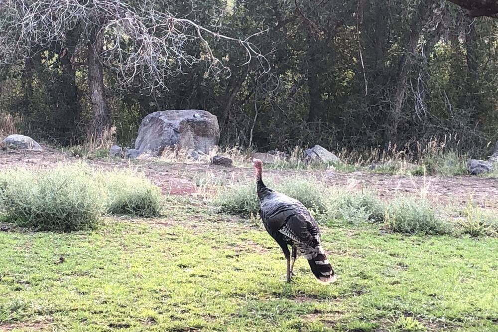 Photo of Outdoor in Mesa