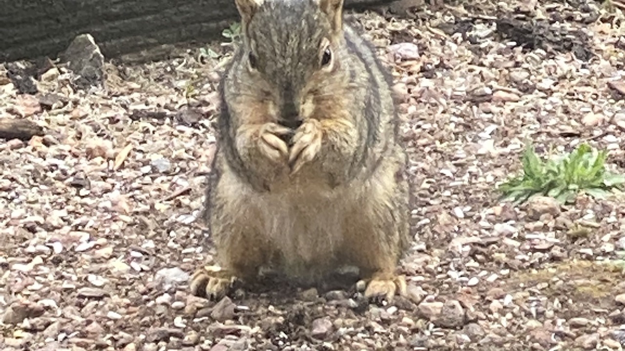 Photo of Others in Cheyenne Meadows