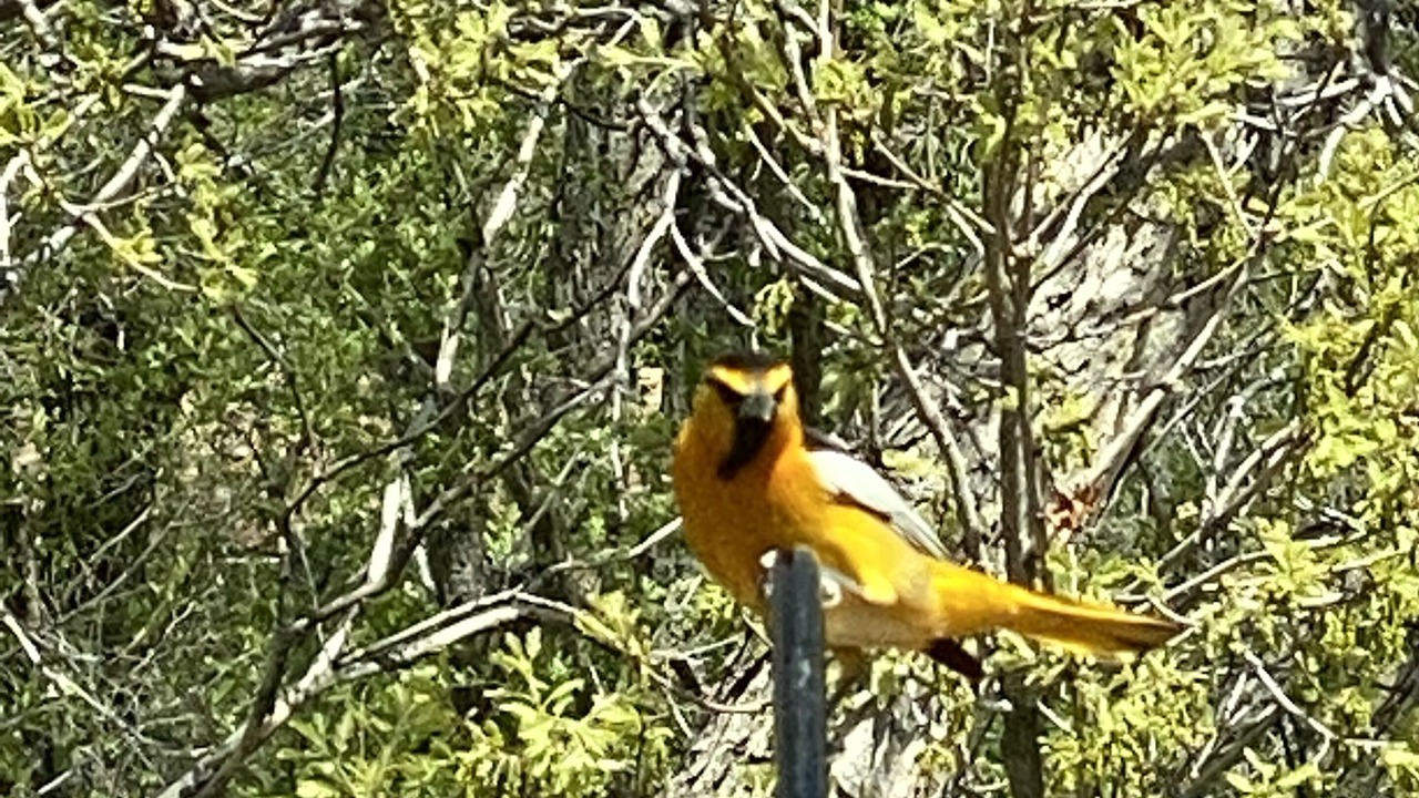 Photo of Others in Cheyenne Meadows