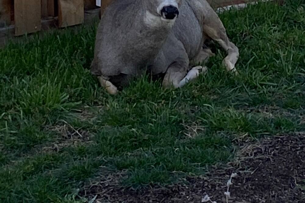 Photo of Outdoor in Woodland Park
