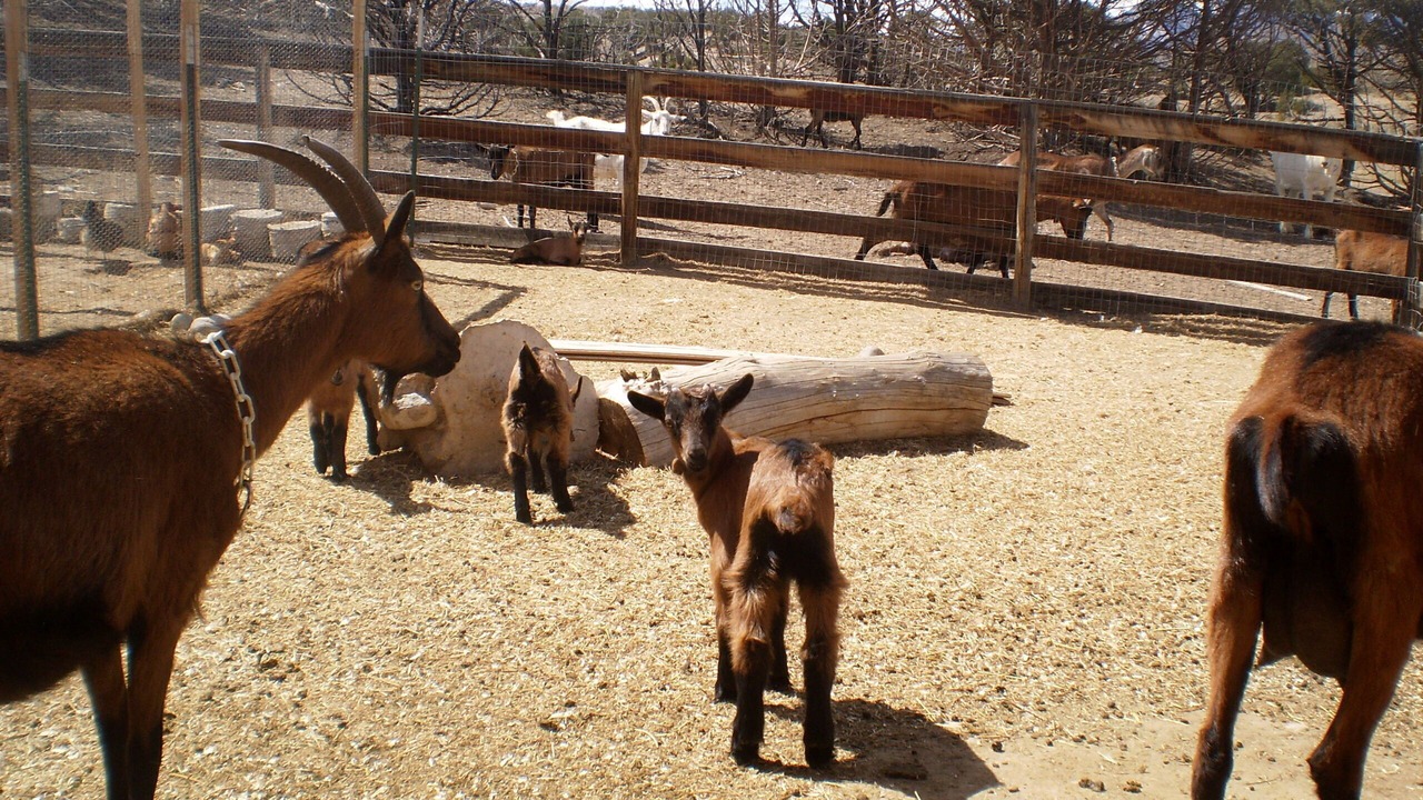 Photo of Outdoor in Salida
