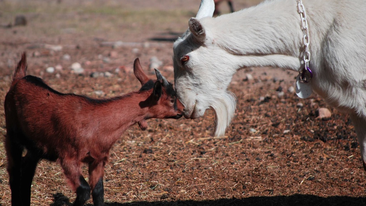 Photo of Outdoor in Salida