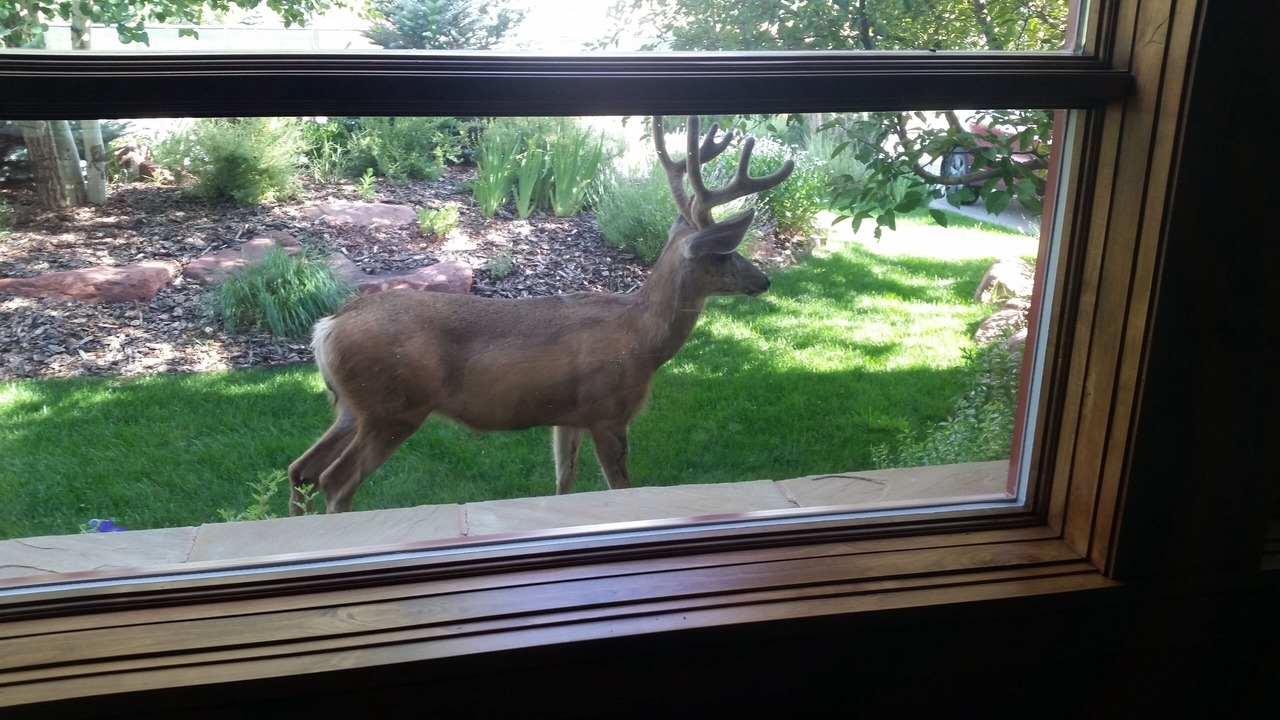 Photo of Others in Aspen Glen