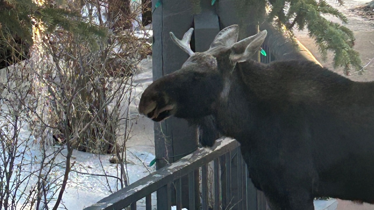 Photo of Others in Mountain House
