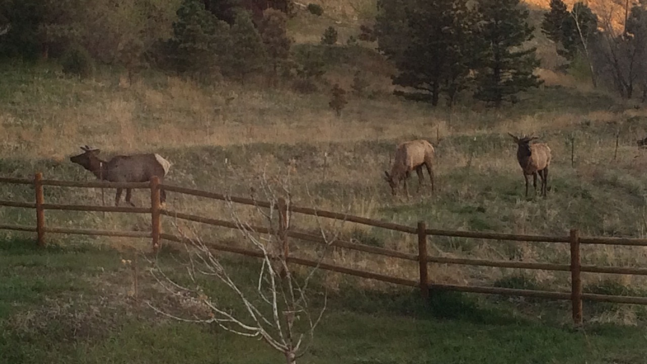 Photo of Outdoor in Golden