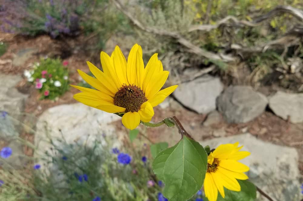 Photo of Outdoor in Carbondale