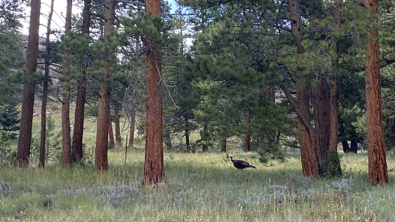 Photo of Outdoor in Allenspark