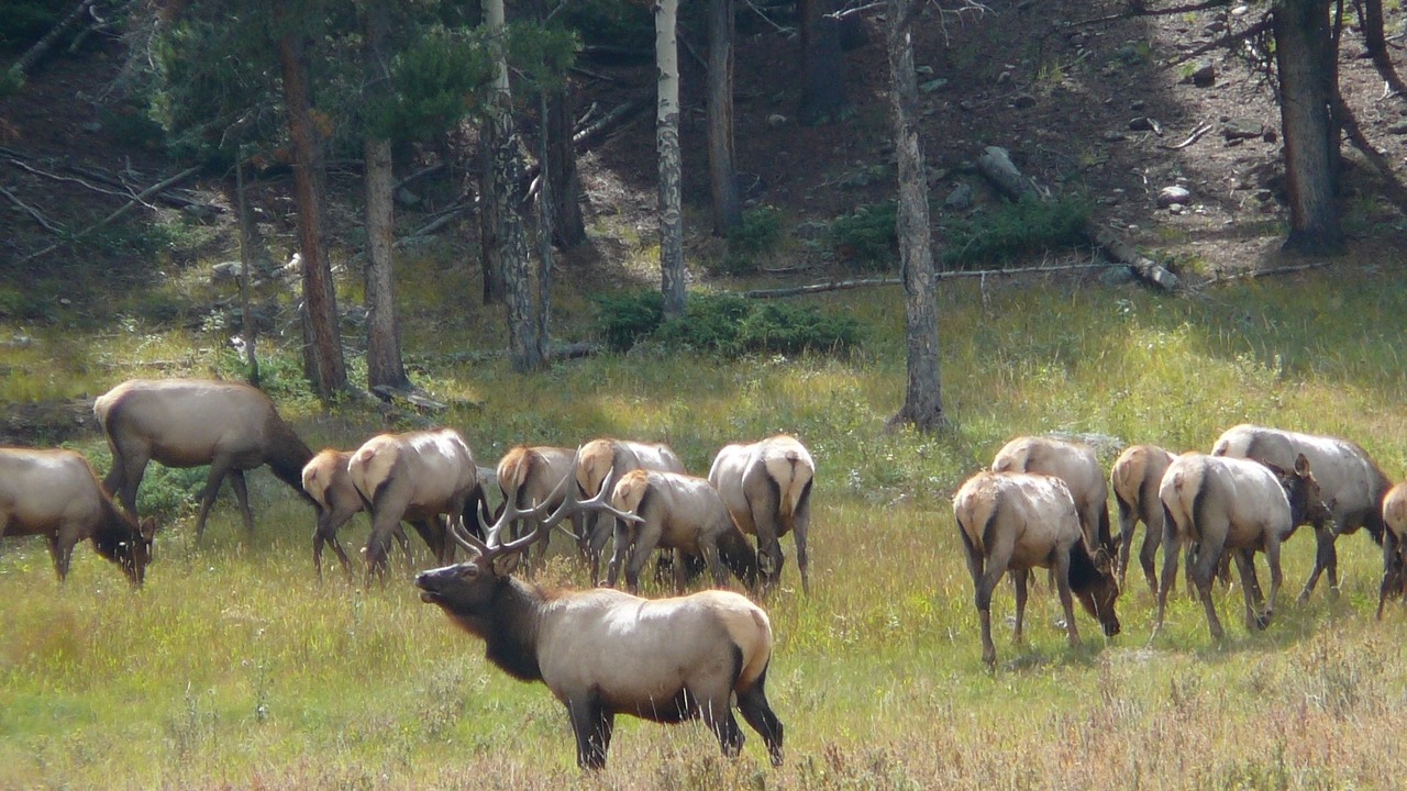 Photo of Outdoor in Pine