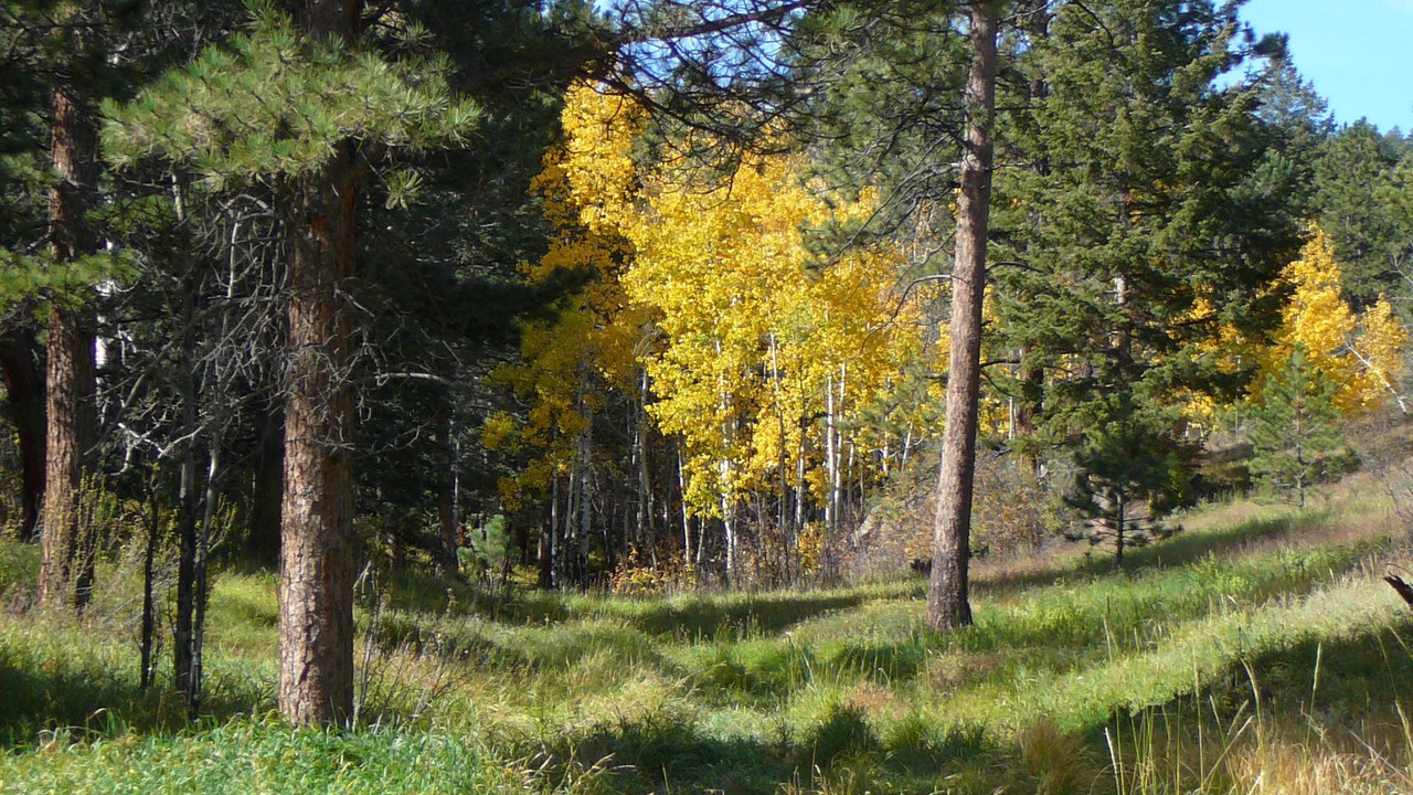 Photo of Outdoor in Pine