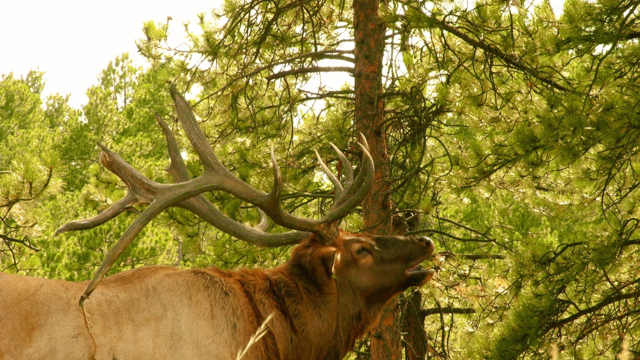 Photo of Outdoor in Evergreen