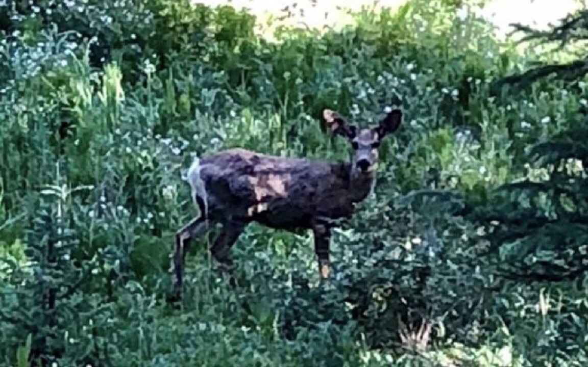 Photo of Outdoor in Baldy Mountain