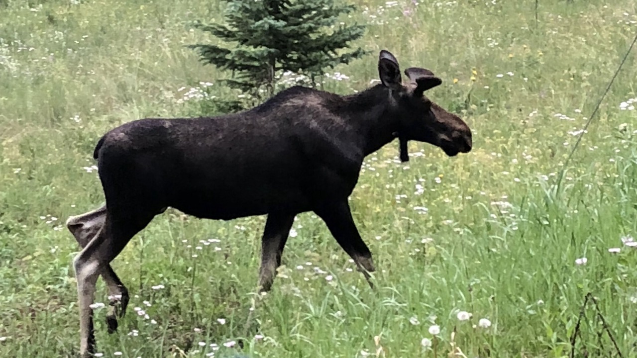 Photo of Outdoor in Baldy Mountain