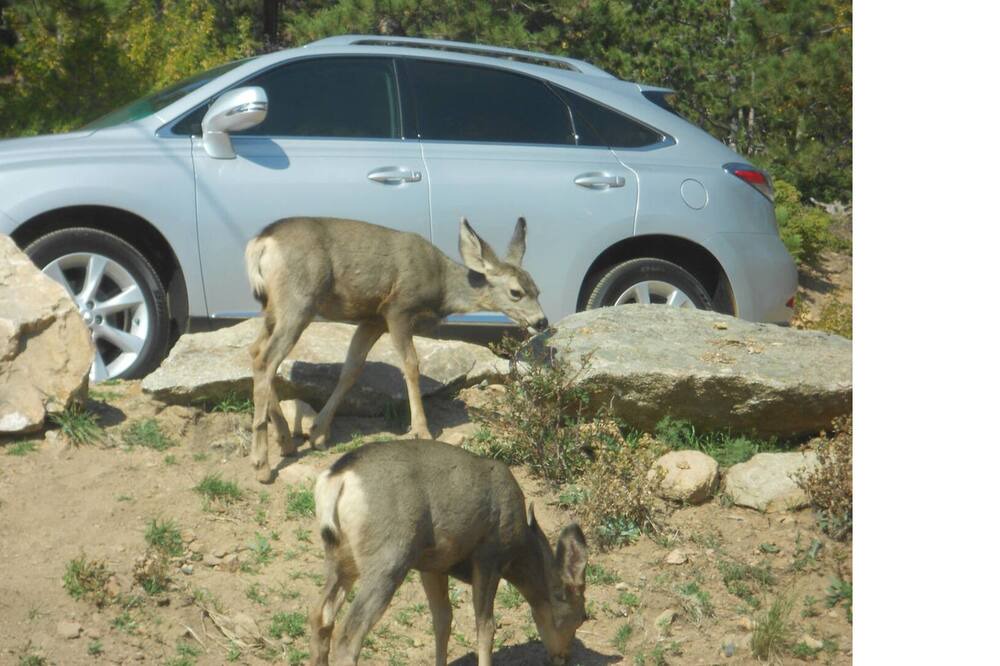 Photo of Others in Coal Creek