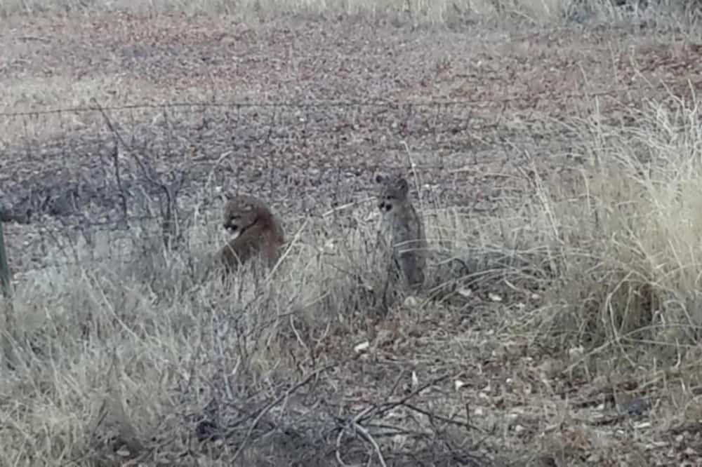 Photo of Outdoor in Cedaredge