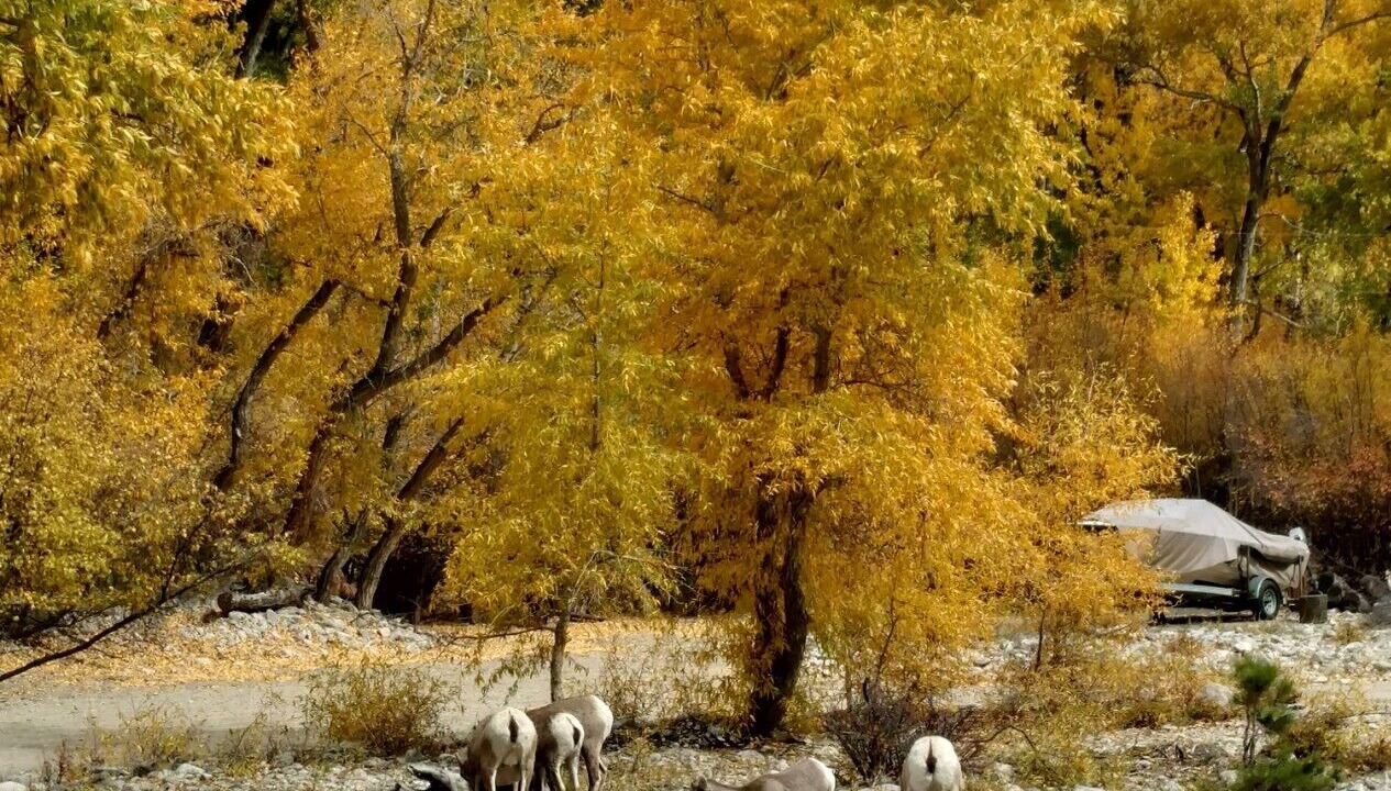 Photo of Outdoor in Nathrop
