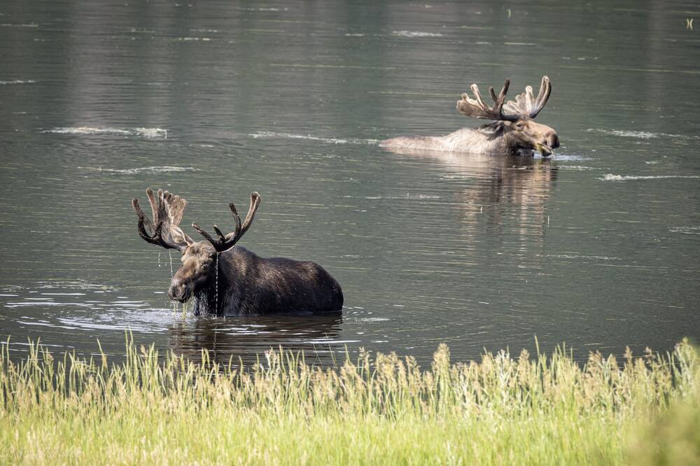 Photo of Others in Estes Park