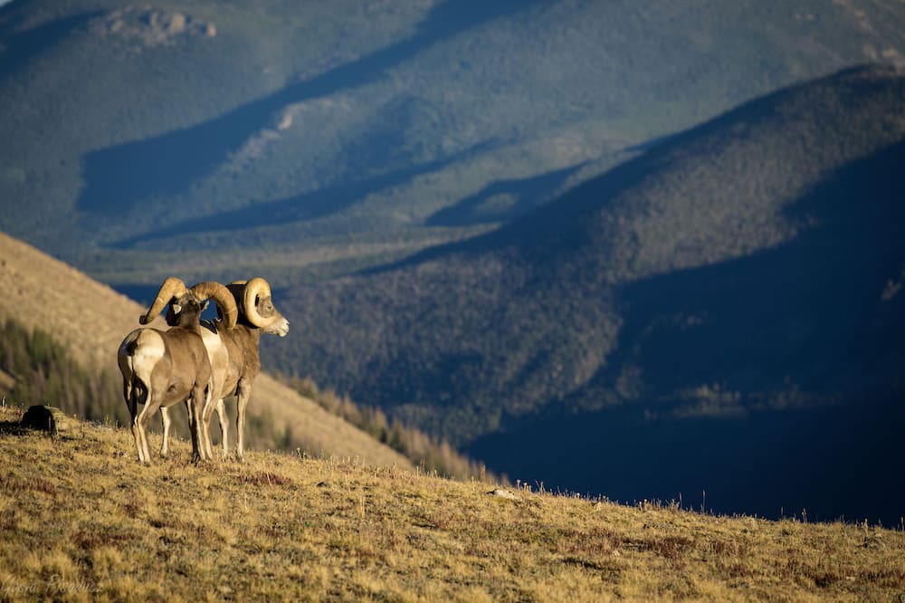 Photo of Others in Estes Park