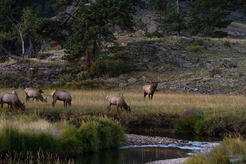 Photo of Others in Estes Park