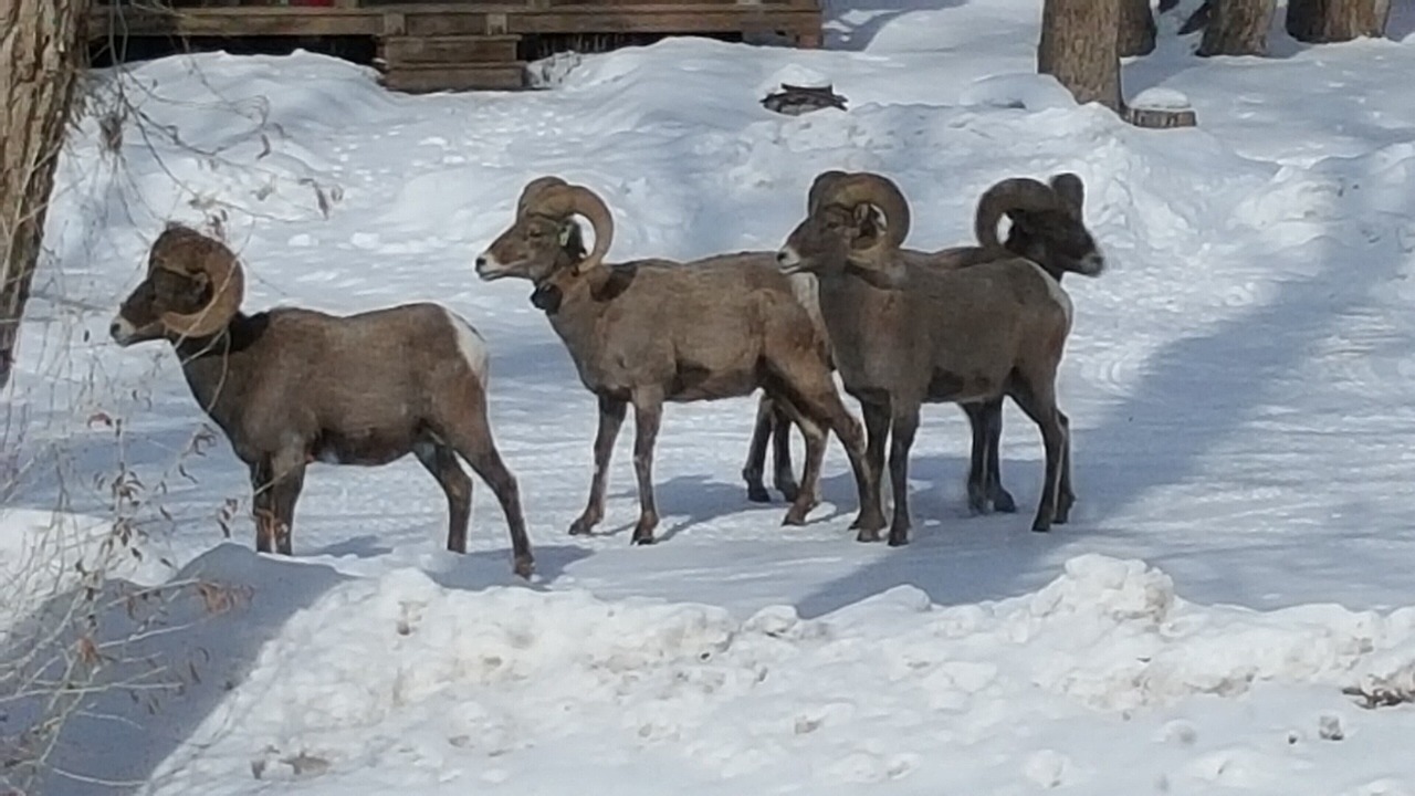 Photo of Others in Basalt