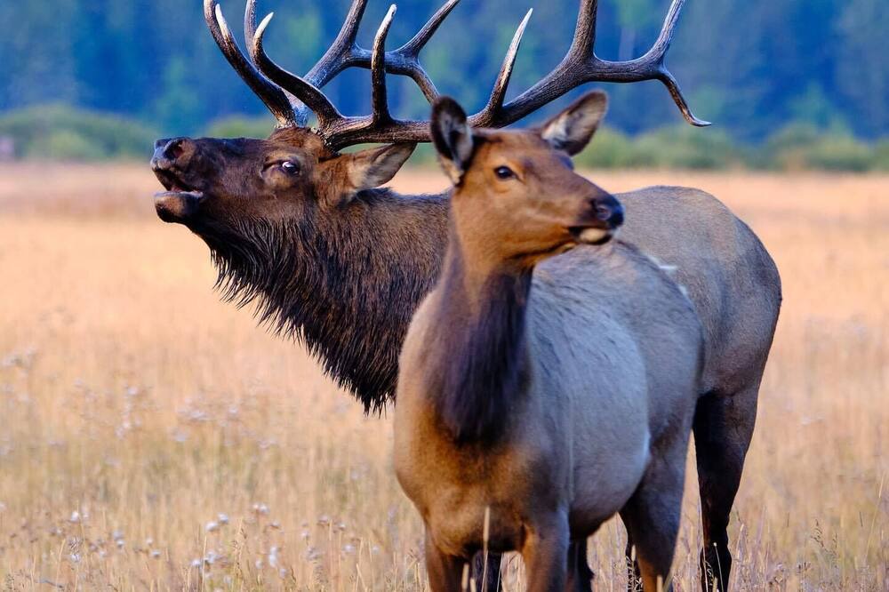 Photo of Others in Estes Park