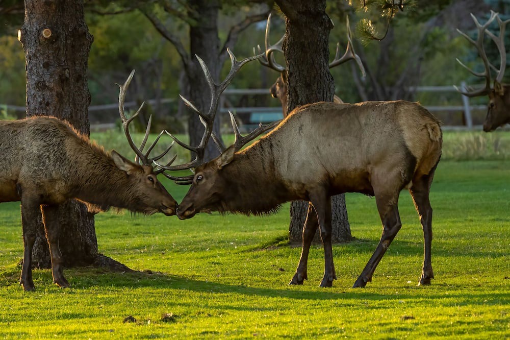 Photo of Others in Estes Park
