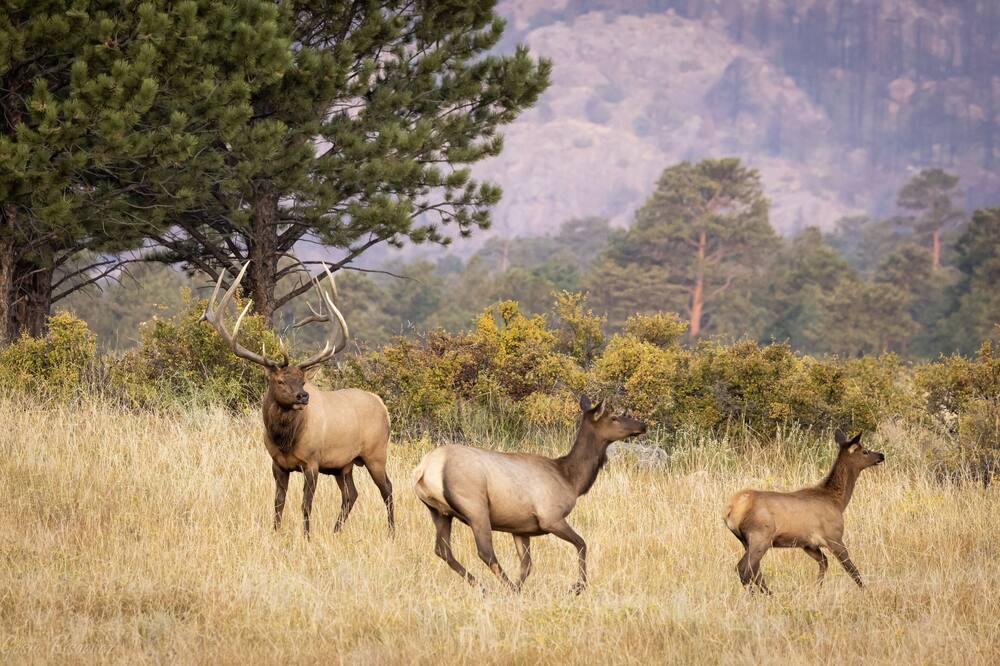 Photo of Others in Estes Park