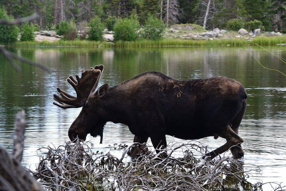 Photo of Others in Estes Park