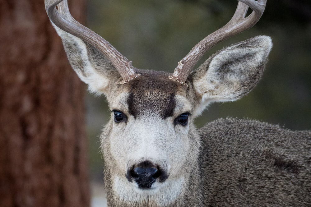 Photo of Others in Estes Park