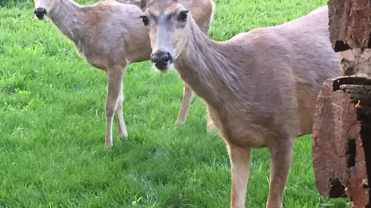 Photo of Outdoor in Old North Boulder