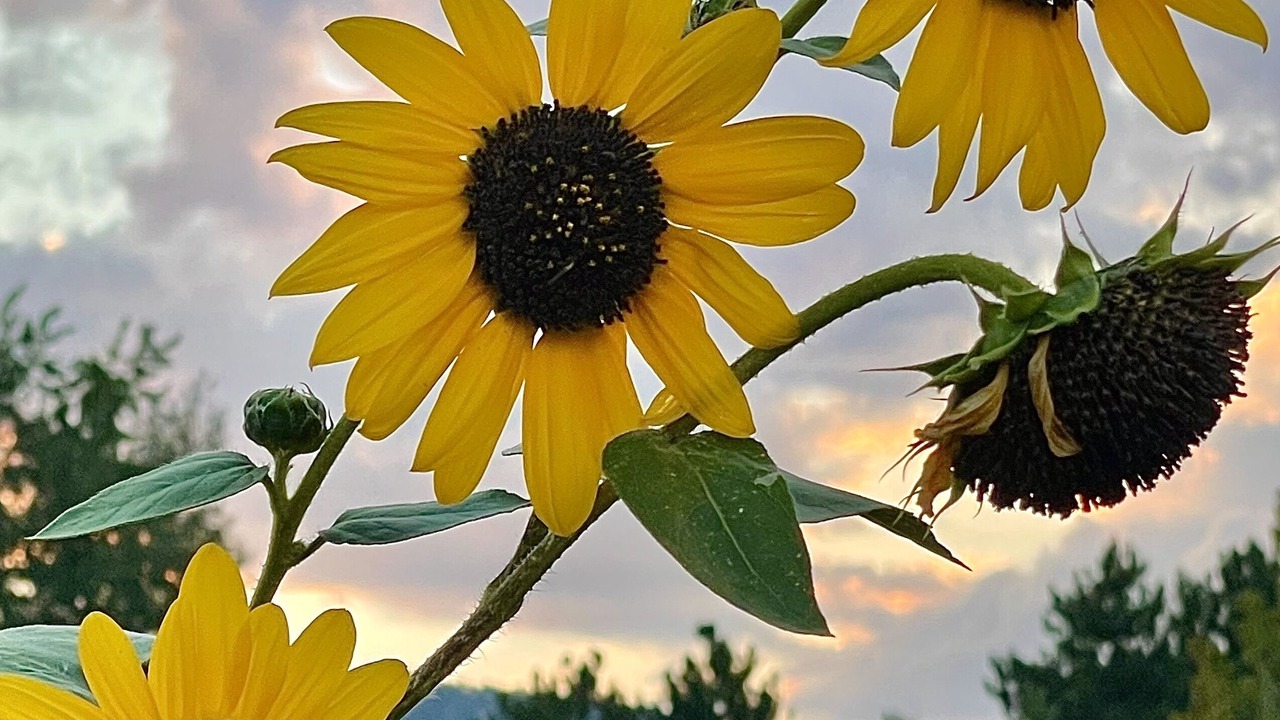 Photo of Outdoor in Old North Boulder
